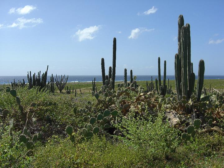 Aruba - January 2008 017.JPG